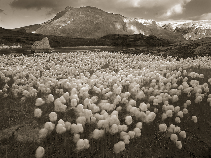 Jondal myrull (1)
